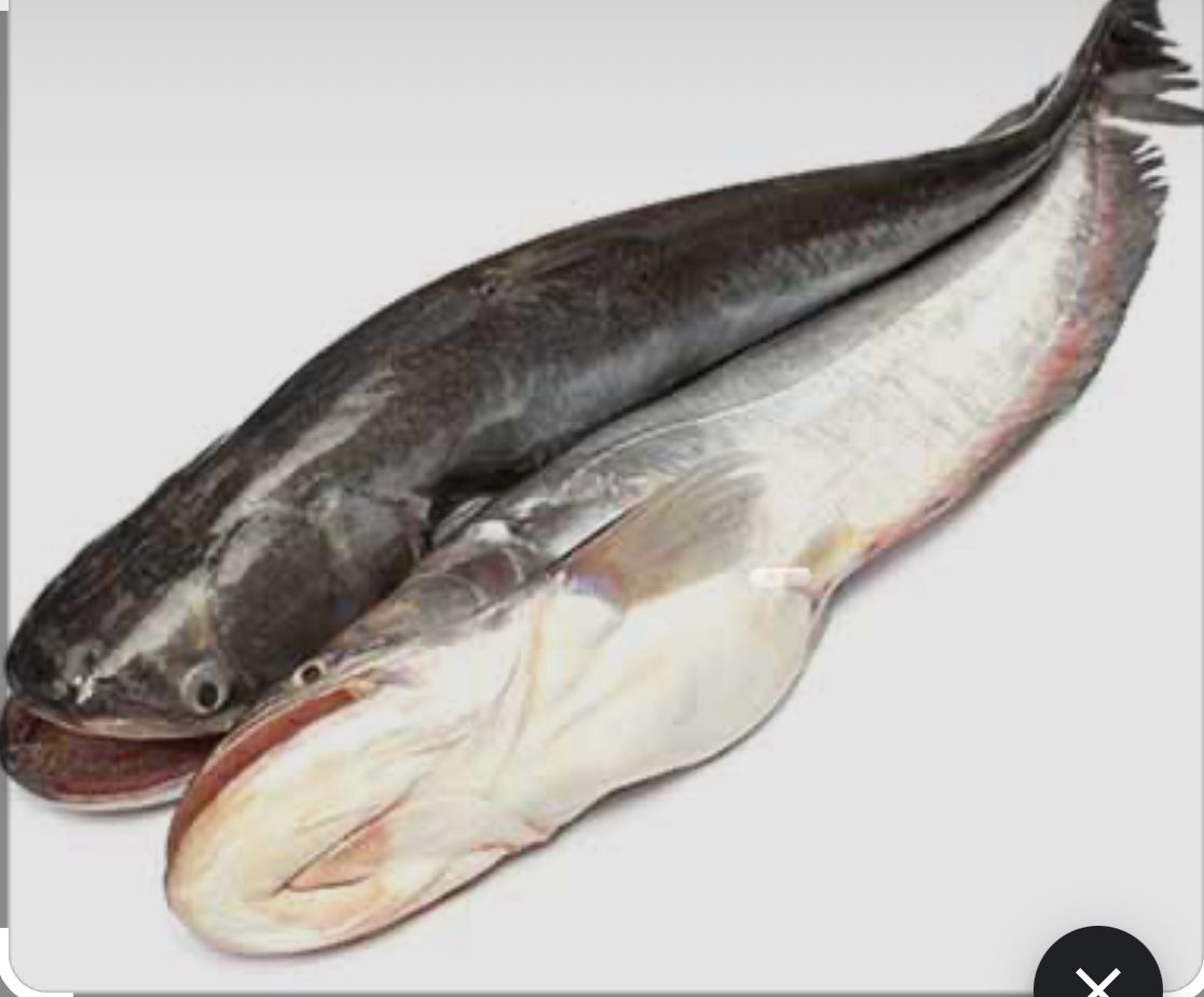 Boal Fish